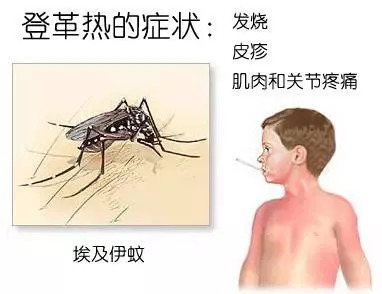 泰国回来后被确诊患上登革热