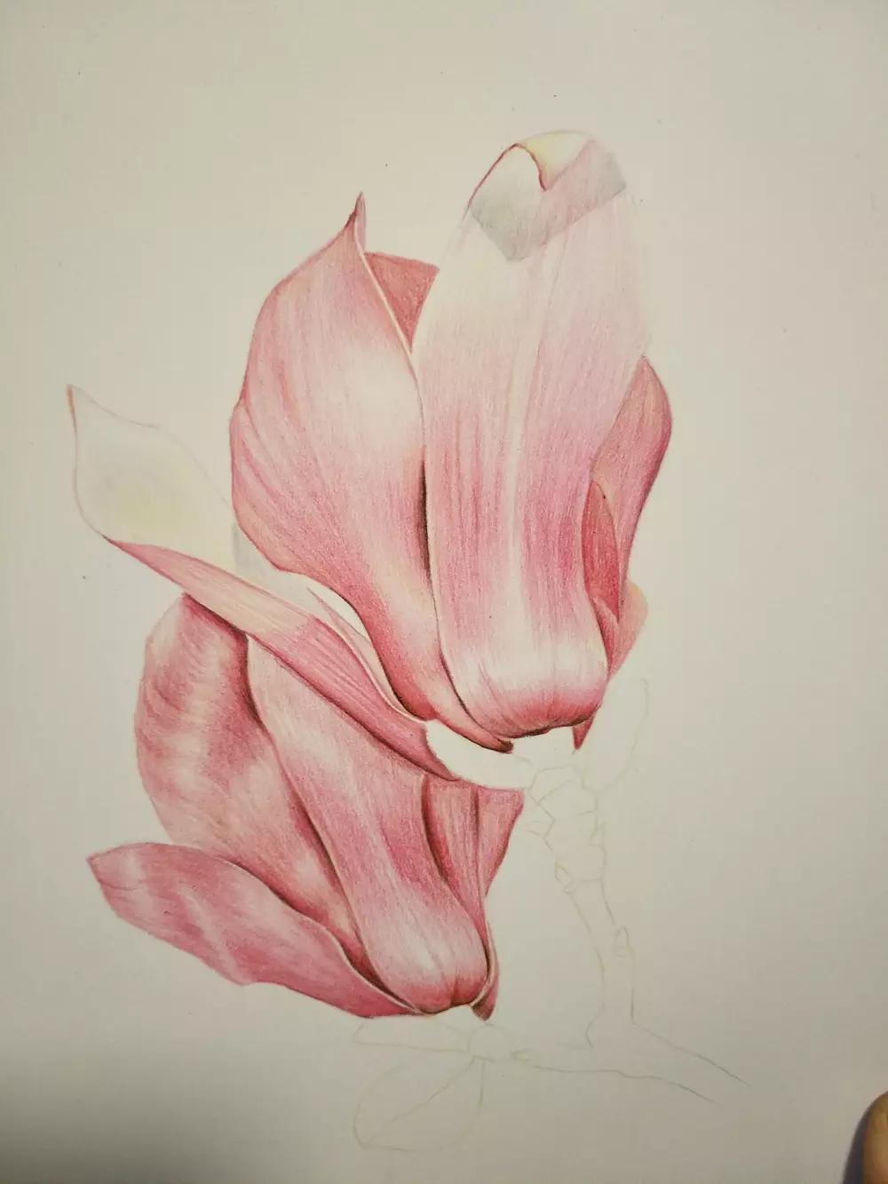 零基础学彩铅24木兰花手绘过程分享