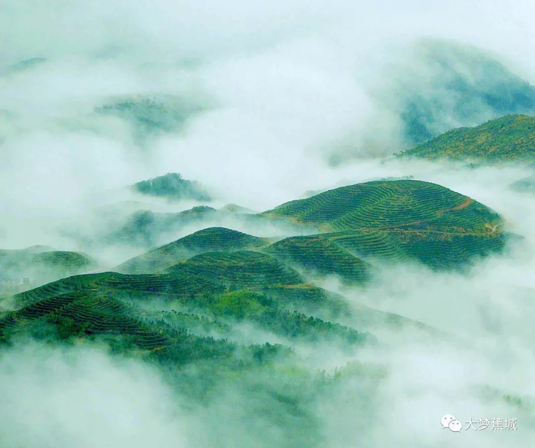 天山绿茶白马山基地茶园