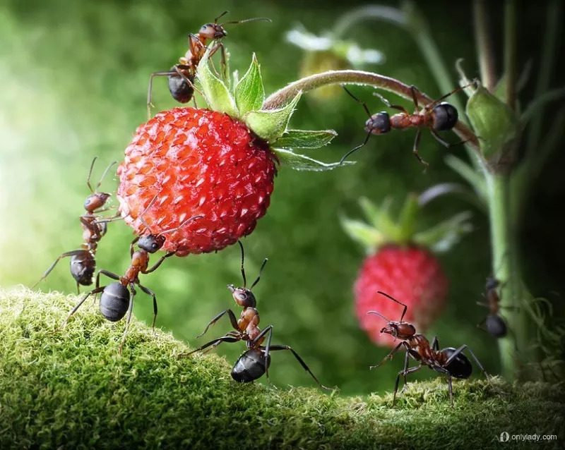 科学博物园昆虫基础探究十一假期来奥森小蚂蚁觅食记约你一起go