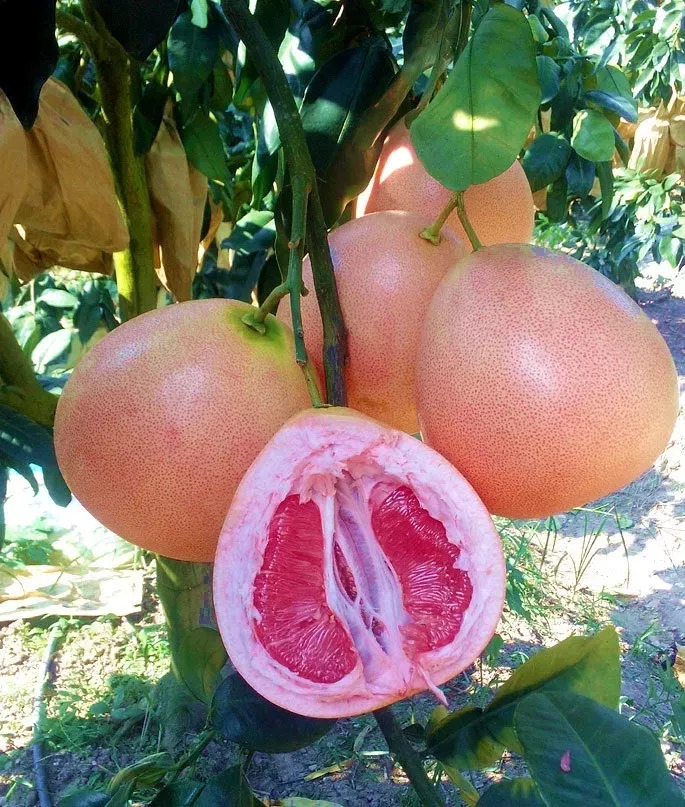 位于海南省定安县黄竹镇的 南金农场公司,种植园里硕大饱满的三红蜜柚