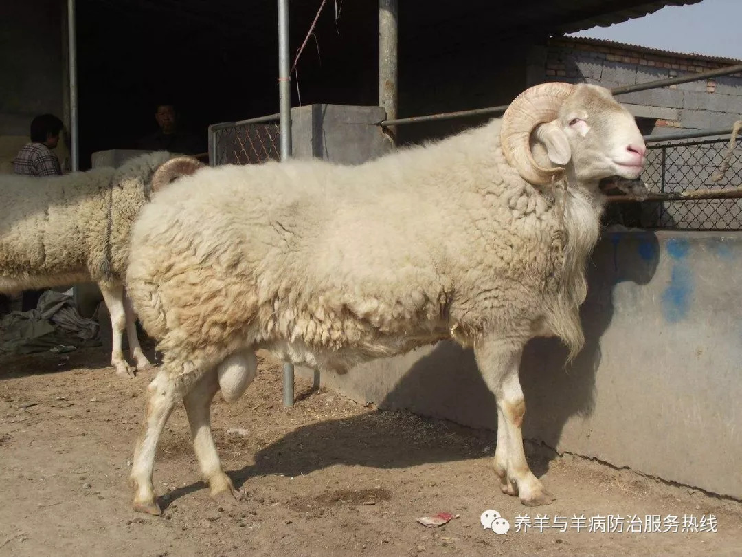 中国羊品种大全,大型肉羊品种 - 伤感说说吧