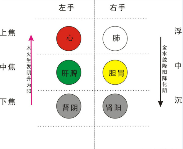 诊脉方法将手掌向上平放,然后用食指,中指和无名指顺次按在手掌下面