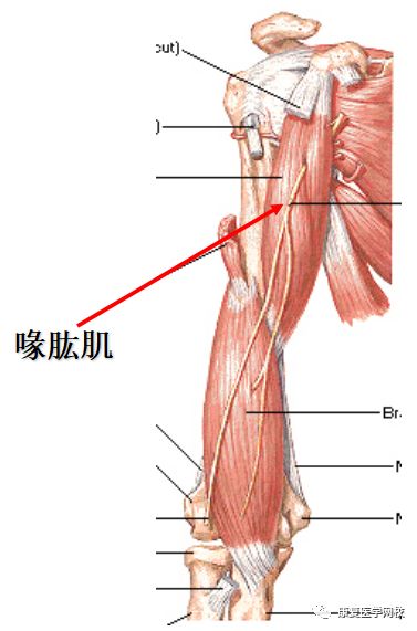 必背考点006:解剖学—肩关节自由上肢的肌肉(一)