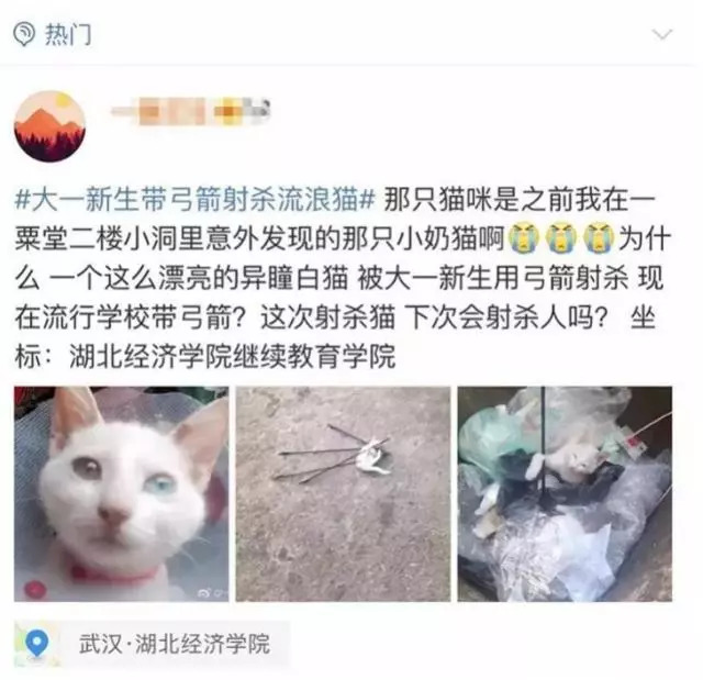 大学生用弓箭射杀流浪猫!同是9年义务教育,为何你这么