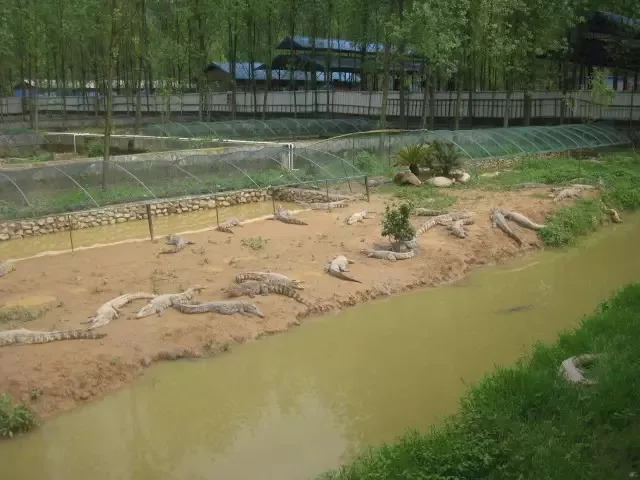 古钱币展览馆,特色鱼宴酒楼,傣家楼,观鱼池,采摘园,鳄鱼养殖观光园,养