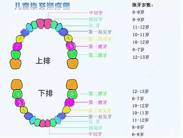 认真来聊一聊"牙仙女"(美国儿童间流传的童话,传说把自己掉落的牙齿