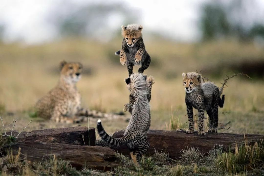 猎豹(cheetah acinonyx jubatus)常常被人们与花豹(leopard
