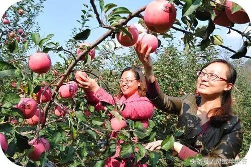 苹果采摘季，灵宝等你来！ 丰收节