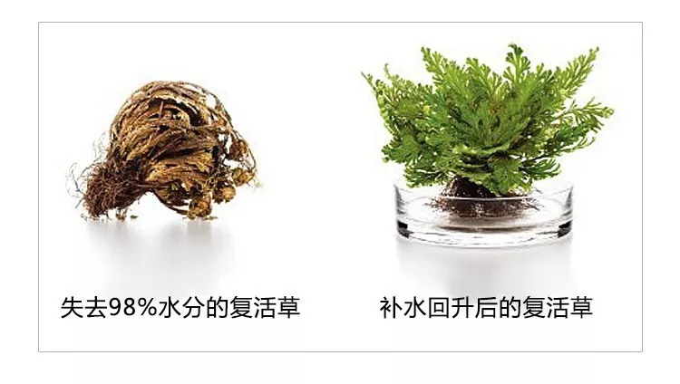 日本复活草面膜给你的皮肤460倍深层补水