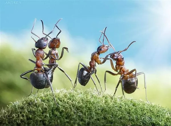 实验四:蚂蚁结构特征及蚁穴构造观察