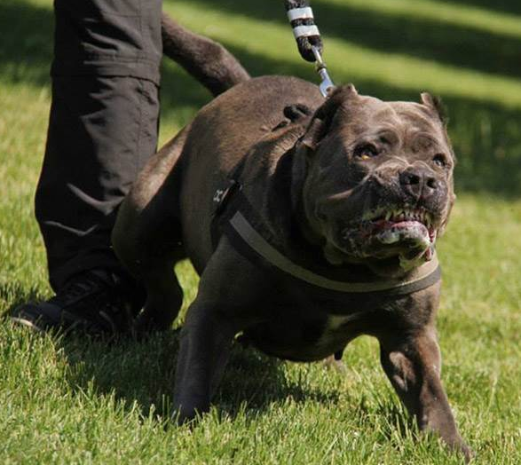 美国境内,嗜血猛犬并非比特犬,而是血统混乱,犬中霸王