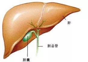 得了胆结石,将胆囊切除后对人有影响吗?