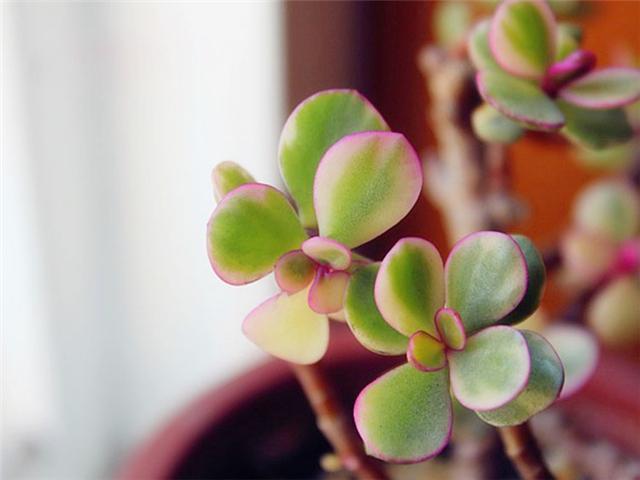 多肉植物要想养得好 最好还是用上这种土 小编