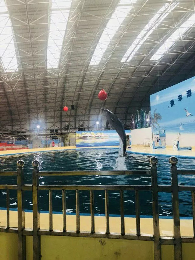 今年国庆哪里去要去只去海洋世界景丰海洋世界你家门口的海洋生物世界