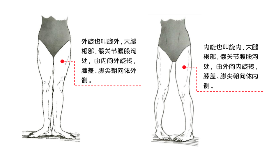 所有的内外旋是在髋关节固定, 股骨由内向外或者由外向内的旋转,更