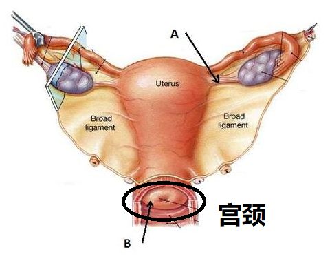 宫颈的位置在哪里 2.宫颈就是一道防盗门 4.宫颈是胎儿的守护者 5.