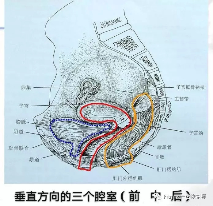 前盆腔:耻骨后间隙,膀胱,尿道及阴道前壁; 中盆腔:子宫,阴道; 后盆腔