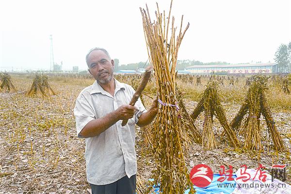 平舆县40万亩白芝麻喜获丰收