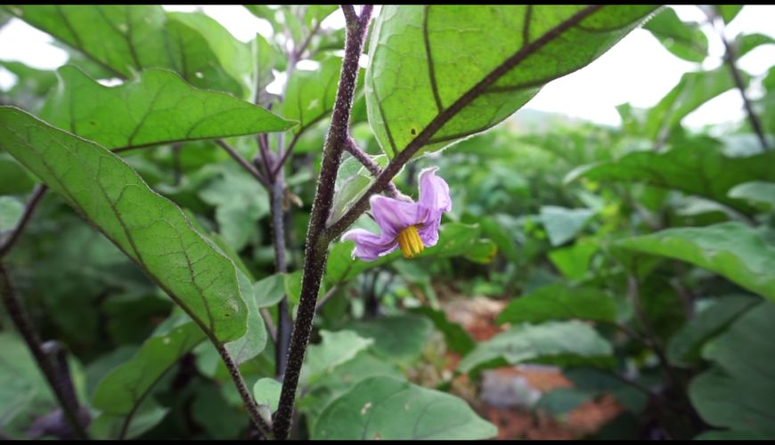 秋天到了木炭烤茄子凉拌和番茄炒茄块你可以试下好吃又养生哦