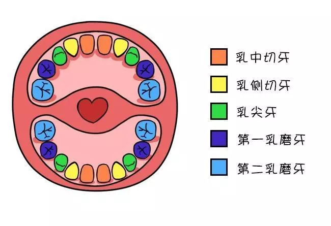 宝宝一岁没长牙怎么办