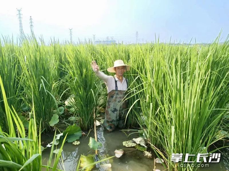 长沙首个巨型稻小龙虾共生项目成功试点