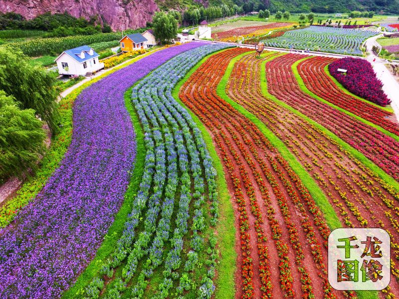 图为北京郊区的彩虹花海.李志杰 千龙网发