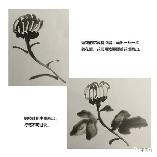 少儿国画入门|菊花的画法!网友:成人也可以学