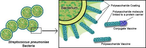 肺炎链球菌偶联疫苗结构示意图(图片来源:参考资料[4])