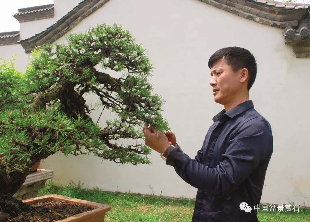 机遇总是给有准备的人——记中国最年轻的盆景艺术大师樊顺利