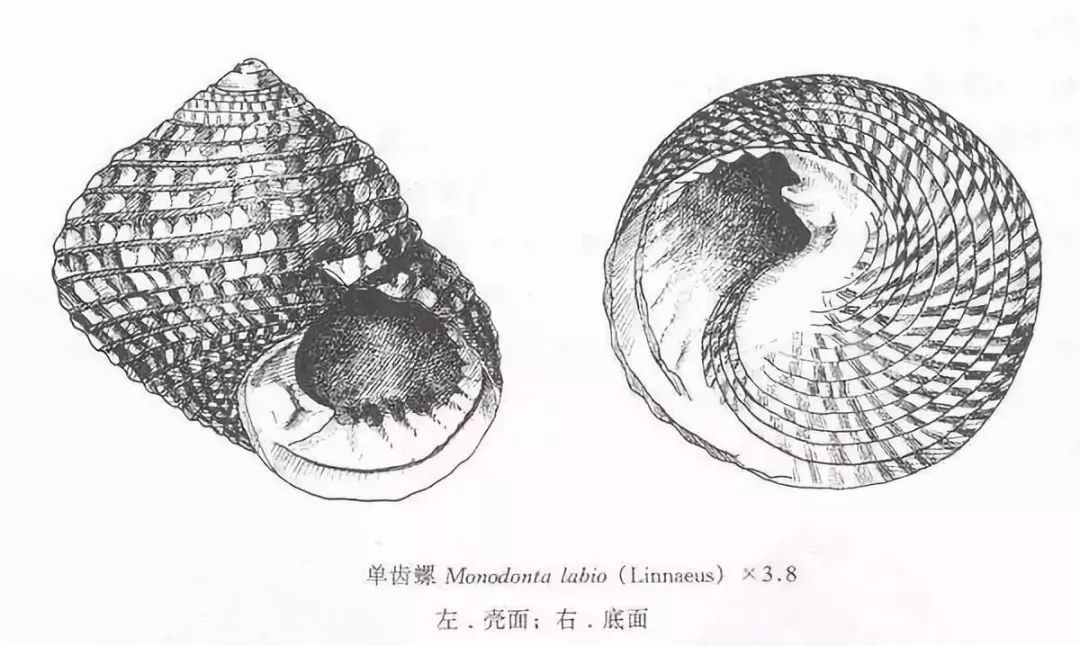 原产地:我国南北潮间带分布最广的贝类之一 特点:单齿螺常和一种拟蜒
