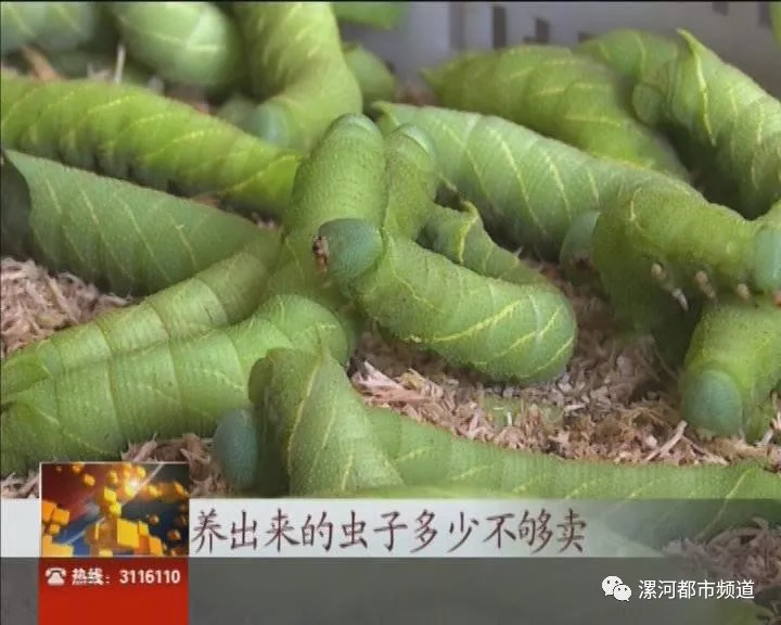 驻村风采：舞阳县姜店乡大王村翟跃军豆丹养殖带动脱贫致富路(图6)