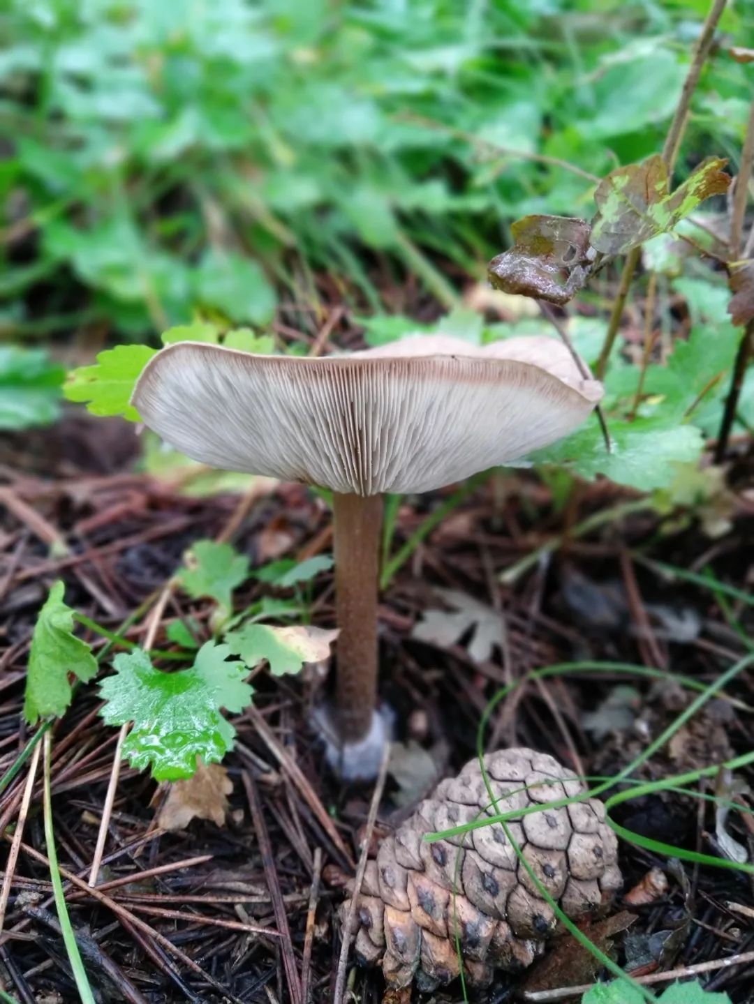 躲藏在松针下的蘑菇真菌便如"雨后春笋"般 窸窸窣窣地生长起来 惹得