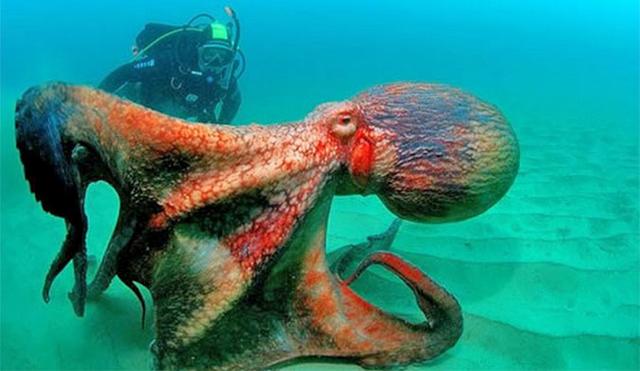 给章鱼吃摇头丸会怎样?科学家:它们的表现和人类很相似