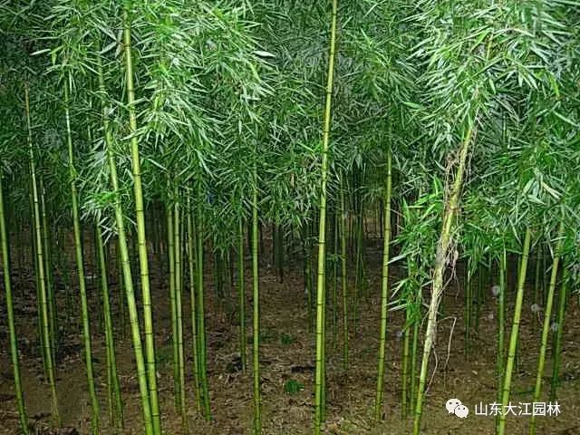 竹子的种植门道你知道吗