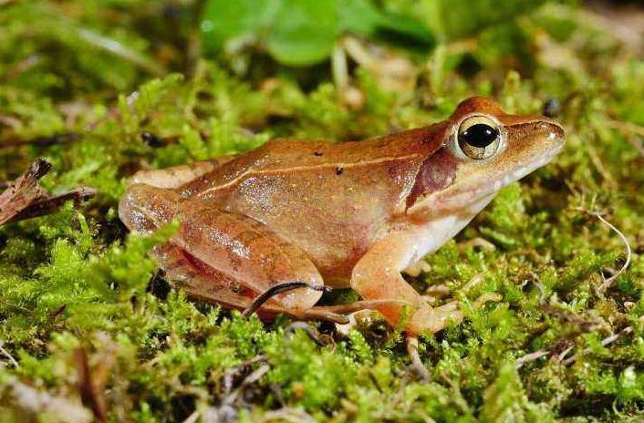 【生态】坚决打击违法行为保护野生林蛙资源