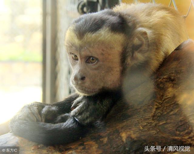 猴子的长相与普通猴子大相径庭,竟然长着一张大方脸,而且与人脸高度
