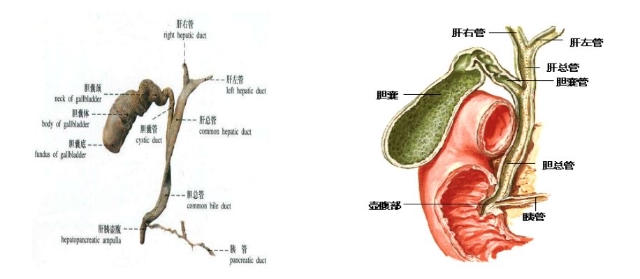 1.血管异常解剖 胆囊动脉走行分型:胆囊三角型,非胆囊三角型,混合型.