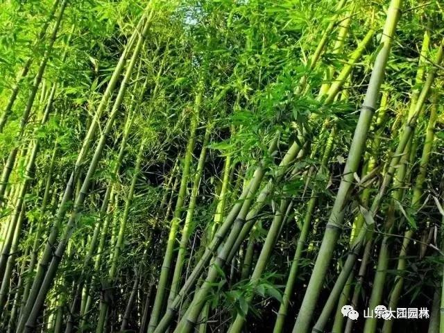 竹子的种植门道你知道吗