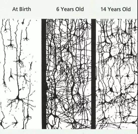 用学习来活化大脑,只要曾经开发过的区域,脑神经网络就会保留袭来