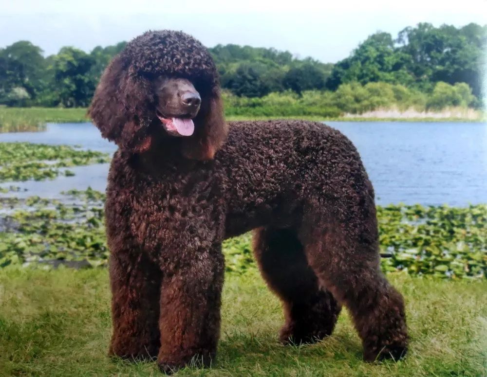 【犬种百科-22-】爱尔兰水猎犬(irish water spaniel)