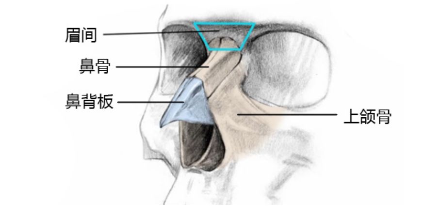 从绘画角度将鼻子解剖结构简化为几何版本,拆分成小的平面,以更好的