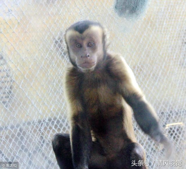 广东有一只猴子长成明星脸网友称是不是品种变异