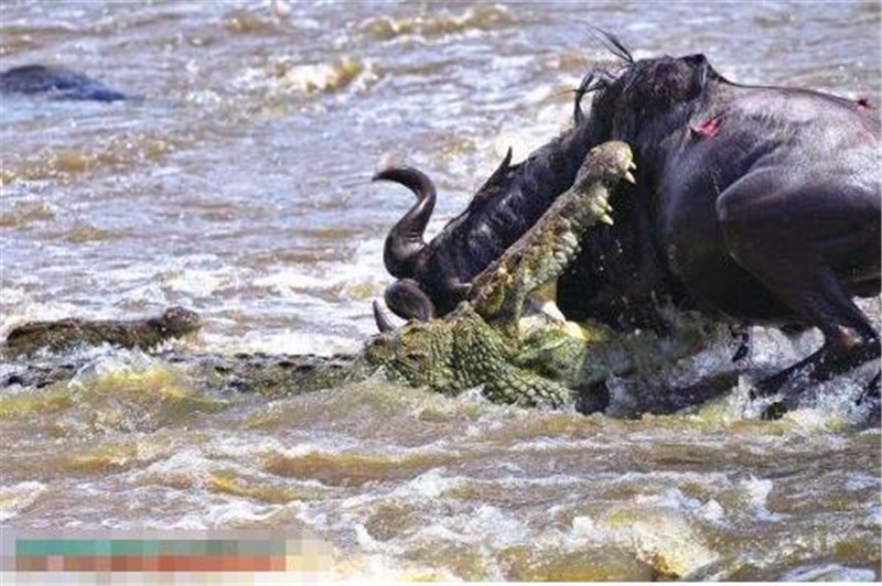 角马冒险过河,不幸被几只鳄鱼围攻,没一会就已成这模样