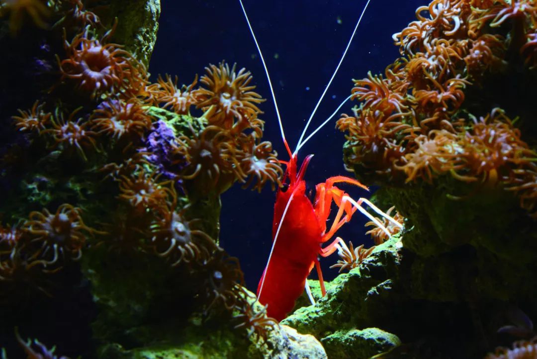 水族观赏虾怎么搭_水族怎么画