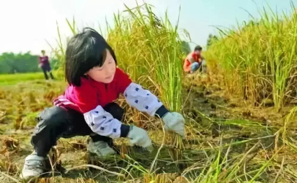 徒步稻田,和农民一起收割水稻,一起感受丰收的气息