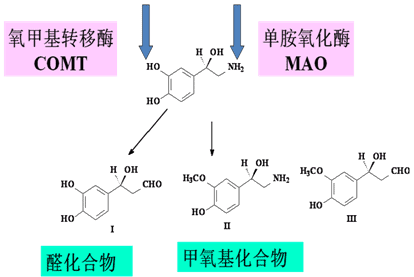 药物化学丨影响肾上腺素能神经系统的药物