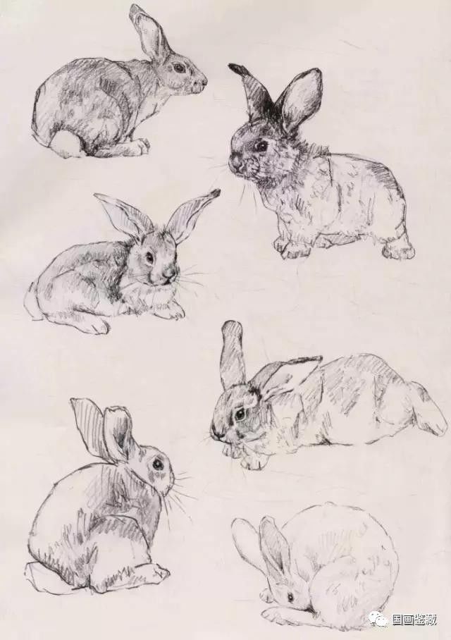 兔子的各种画法