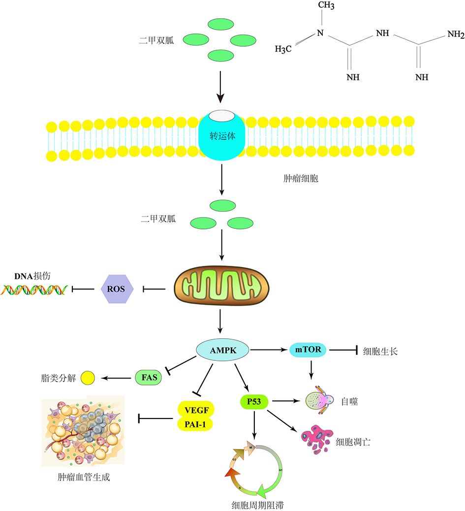 老药二甲双胍的抗癌机制大解析