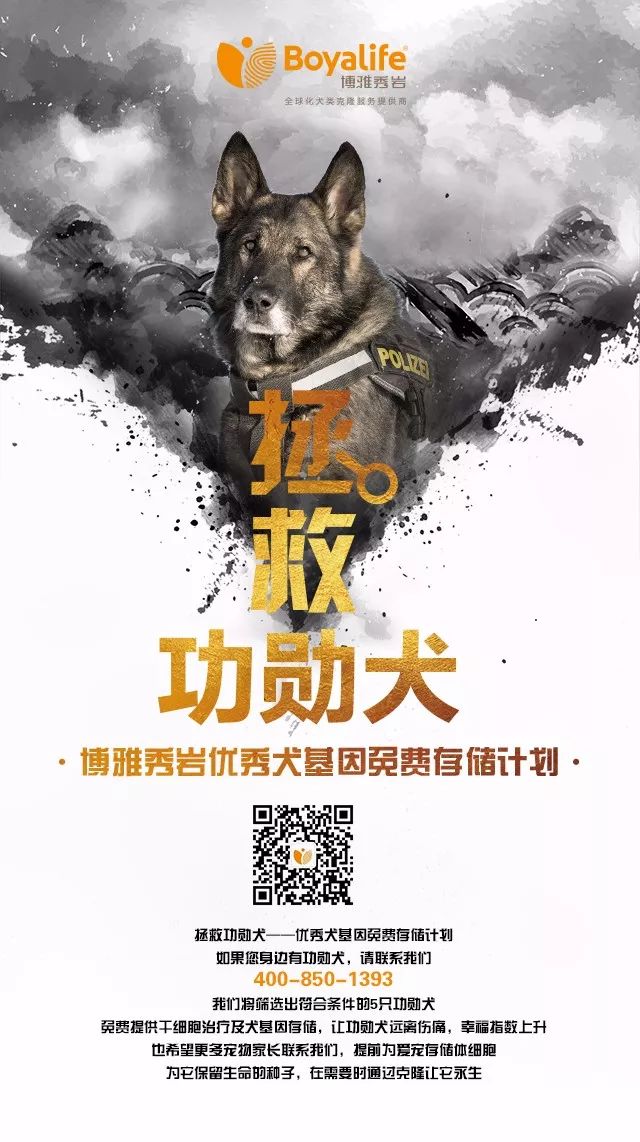 功勋犬,如果可以,我想让你活得久一点!